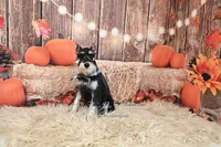 AKC Black & Silver Phantom | Tux, a male Miniature Schnauzer for sale in Antlers, OK – 6 of 9