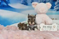 AKC Lil Miss Lizzie, a female Miniature Schnauzer for sale in Antlers, OK – Photo 5 of 8