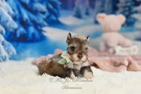 AKC Lil Miss Lizzie, a female Miniature Schnauzer for sale in Antlers, OK – Photo 7 of 8