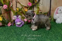 AKC Lil Miss Lizzie, a female Miniature Schnauzer for sale in Antlers, OK – Photo 6 of 8