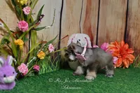AKC Lil Miss Lizzie, a female Miniature Schnauzer for sale in Antlers, OK – Photo 8 of 8