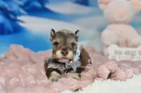 AKC Lil Miss Lizzie, a female Miniature Schnauzer for sale in Antlers, OK – Photo 3 of 8