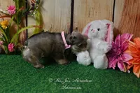 AKC Lil Miss Lizzie, a female Miniature Schnauzer for sale in Antlers, OK – Photo 7 of 8