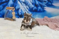 AKC Lil Miss Lizzie, a female Miniature Schnauzer for sale in Antlers, OK – Photo 8 of 8