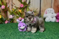 AKC Lil Miss Lizzie, a female Miniature Schnauzer for sale in Antlers, OK – Photo 4 of 8