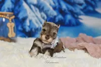 AKC Lil Miss Lizzie, a female Miniature Schnauzer for sale in Antlers, OK – Photo 6 of 8