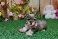 AKC Lil Miss Lizzie, a female Miniature Schnauzer for sale in Antlers, OK – Photo 2 of 8