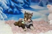 AKC Lil Miss Lizzie, a female Miniature Schnauzer for sale in Antlers, OK – Photo 2 of 8
