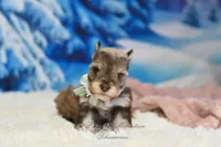 AKC Lil Miss Lizzie, a female Miniature Schnauzer for sale in Antlers, OK – Photo 4 of 8