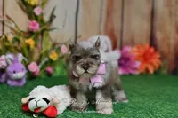 AKC Lil Miss Lizzie, a female Miniature Schnauzer for sale in Antlers, OK – Photo 3 of 8