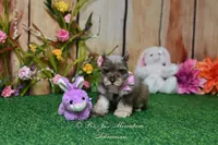 AKC Lil Miss Lizzie, a female Miniature Schnauzer for sale in Antlers, OK – Photo 5 of 8