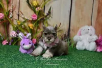 AKC Lil Miss Lizzie, a female Miniature Schnauzer for sale in Antlers, OK – Photo 1 of 8
