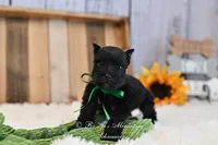 AKC Black Mini Schnauzer Boy, a male Miniature Schnauzer for sale in Antlers, OK – 5 of 8