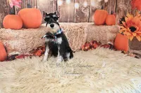 AKC Black & Silver Phantom | Tux, a male Miniature Schnauzer for sale in Antlers, OK – 8 of 9