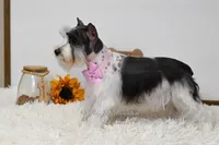 AKC Jewels, a female Miniature Schnauzer for sale in Antlers, OK – Photo 6 of 7