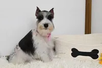 AKC Jewels, a female Miniature Schnauzer for sale in Antlers, OK – Photo 1 of 7