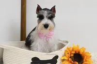 AKC Jewels, a female Miniature Schnauzer for sale in Antlers, OK – Photo 5 of 7