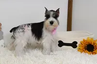 AKC Jewels, a female Miniature Schnauzer for sale in Antlers, OK – Photo 7 of 7