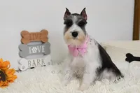 AKC Jewels, a female Miniature Schnauzer for sale in Antlers, OK – Photo 3 of 7