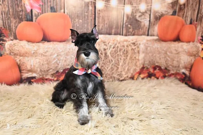 AKC Black & Silver | Ryker – Miniature Schnauzer puppy for sale in Antlers, OK