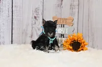 AKC Black & Silver| Abby, a female Miniature Schnauzer for sale in Antlers, OK – 5 of 10