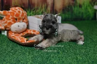 AKC Salt & Pepper Boy, a male Miniature Schnauzer for sale in Antlers, OK – 8 of 8