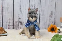 AKC Salt & Pepper | Max, a male Miniature Schnauzer for sale in Antlers, OK – 2 of 7