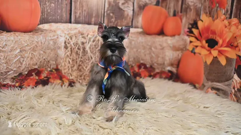 AKC Salt & Pepper | Dallas – Miniature Schnauzer puppy for sale in Antlers, OK