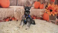 AKC Salt & Pepper | Dallas, a male Miniature Schnauzer for sale in Antlers, OK – 1 of 7