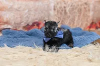 AKC Salt & Pepper | Fritz, a male Miniature Schnauzer for sale in Antlers, OK – 5 of 6