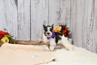 AKC Salt & Pepper Parti | Jewels, a female Miniature Schnauzer for sale in Antlers, OK – 6 of 7