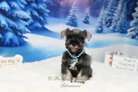 AKC Lil Miss Molly, a female Miniature Schnauzer for sale in Antlers, OK – Photo 3 of 6