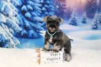 AKC Lil Miss Molly, a female Miniature Schnauzer for sale in Antlers, OK – Photo 2 of 6