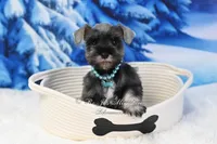 AKC Lil Miss Molly, a female Miniature Schnauzer for sale in Antlers, OK – Photo 6 of 6