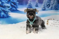 AKC Lil Miss Molly, a female Miniature Schnauzer for sale in Antlers, OK – Photo 5 of 6