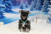 AKC Lil Miss Molly, a female Miniature Schnauzer for sale in Antlers, OK – Photo 4 of 6