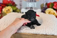 AKC Black & Silver Mini Schnauzer | Annie, a female Miniature Schnauzer for sale in Antlers, OK – 2 of 5