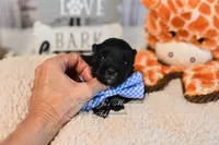 AKC Black & Silver Mini Schnauzer | Cole, a male Miniature Schnauzer for sale in Antlers, OK – 3 of 7