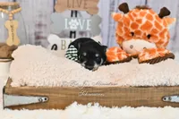 AKC Black & Silver Phantom | Tux, a male Miniature Schnauzer for sale in Antlers, OK – 7 of 7