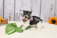 AKC Houston, a male Miniature Schnauzer for sale in Antlers, OK – 8 of 8