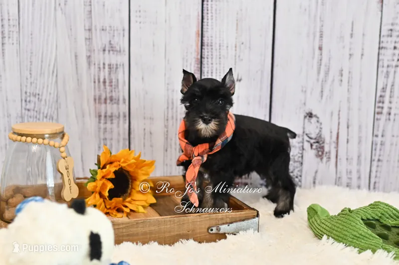 AKC Black & Silver | Ryker – Miniature Schnauzer puppy for sale in Antlers, OK