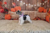 AKC Salt & Pepper Parti | Tinker Bell, a female Miniature Schnauzer for sale in Antlers, OK – 5 of 6