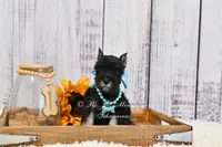 AKC Black & Silver| Abby, a female Miniature Schnauzer for sale in Antlers, OK – 4 of 10
