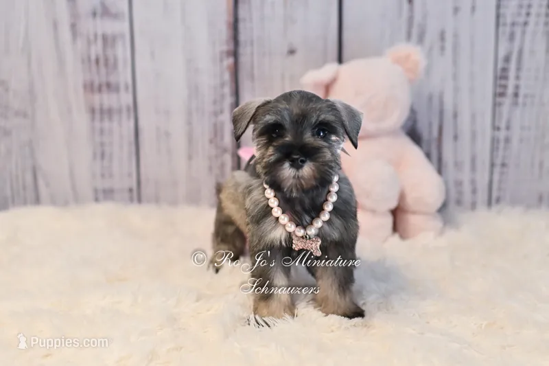 AKC Salt & Pepper | Sydney – Miniature Schnauzer puppy for sale in Antlers, OK