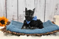 AKC Handsome Lil Stetson, a male Miniature Schnauzer for sale in Antlers, OK – 7 of 7