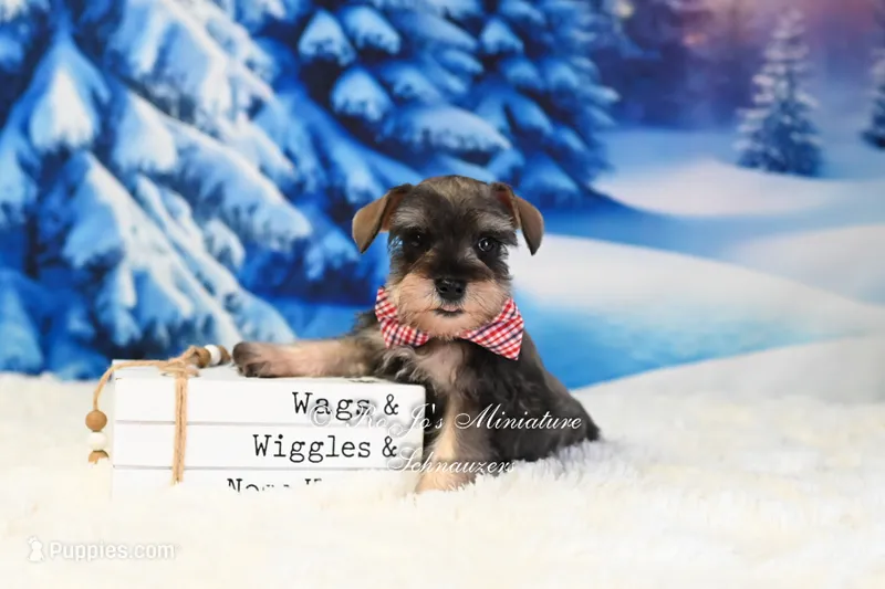 AKC | Handsome Lil Gus