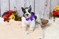 AKC Salt & Pepper Parti | Jewels, a female Miniature Schnauzer for sale in Antlers, OK – 4 of 7