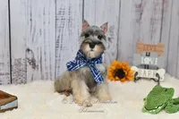 AKC Salt & Pepper | Max, a male Miniature Schnauzer for sale in Antlers, OK – 7 of 7