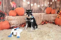 AKC Black & Silver Phantom | Tux, a male Miniature Schnauzer for sale in Antlers, OK – 5 of 9