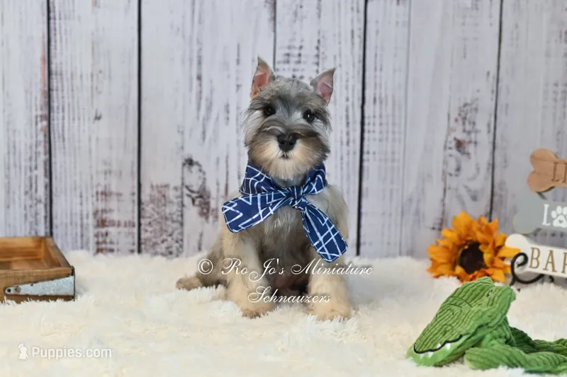 AKC Salt & Pepper | Max – Miniature Schnauzer puppy for sale in Antlers, OK